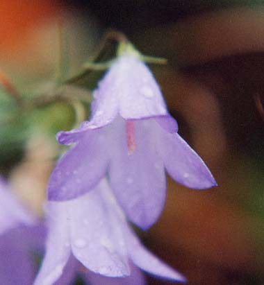 �C�g�V���W��