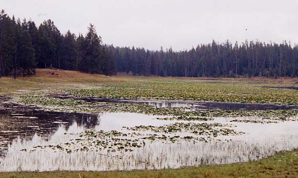 �w�����r