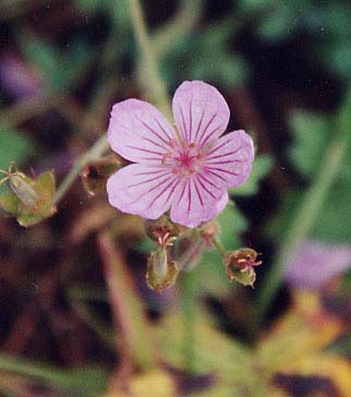 �t�E���\�E