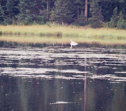 �X�������C�N