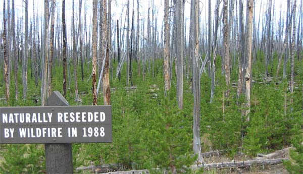 ���b�W�|�[���p�C���̓V�R�X�V