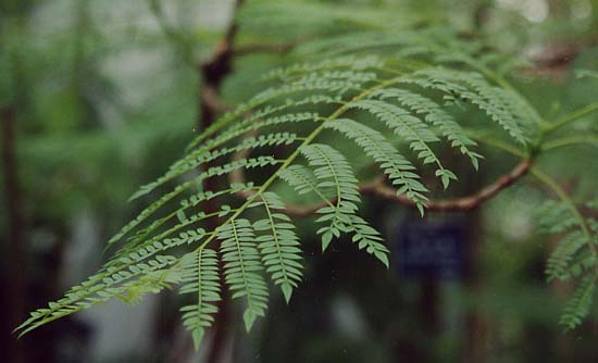 �W���J�����_