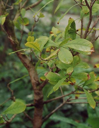 �~���N���x���[