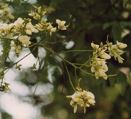 �n���G���W��