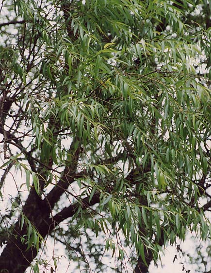 �y�L�����i�M