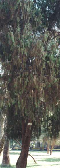 �q�m�L���̖�