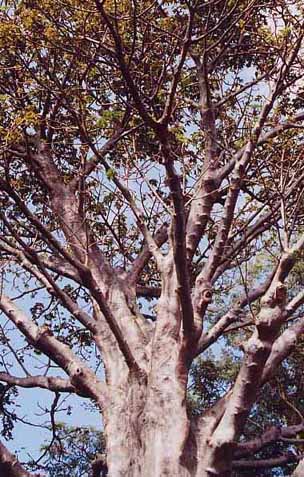 �o�I�o�u�m�L