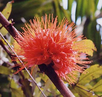 �u���E�l�A