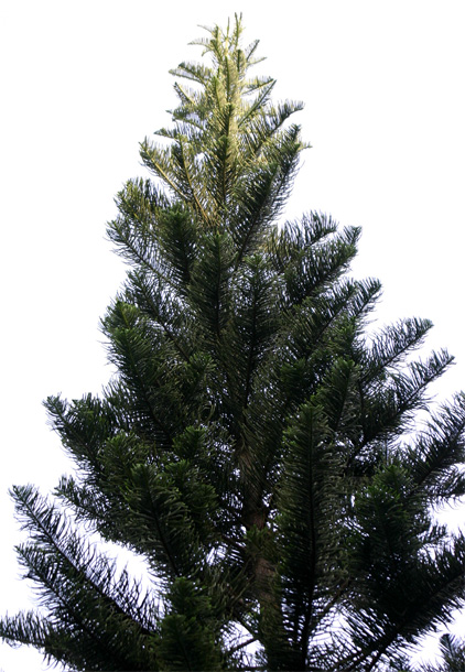 �N�b�N�p�C��