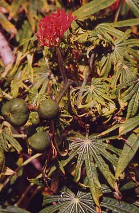 �T�P�o���g���p