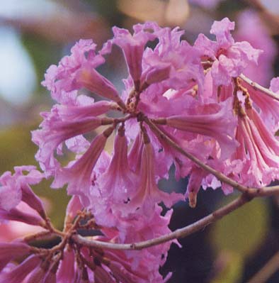 ���O�s���̖؂̉�