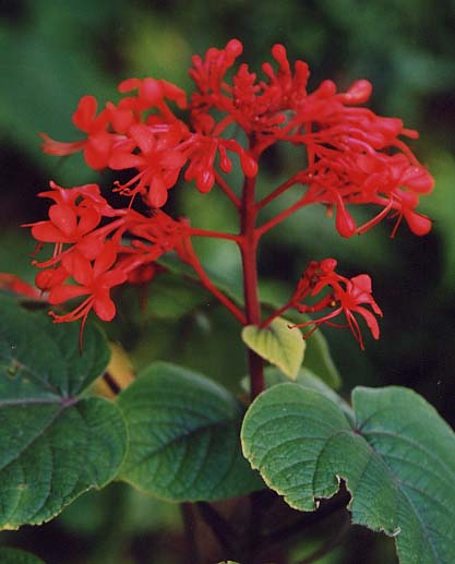 ���O�s���̉�