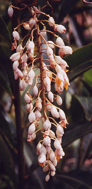 ���O�s���̉ԁ@�Q