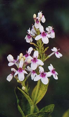 ���O�s���̉ԁ@�R