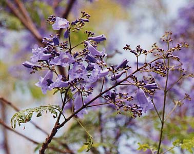 �W���J�����_