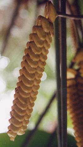 ���b�g���V�F�C�J�[�v�����g