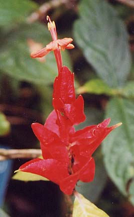 ���G���A