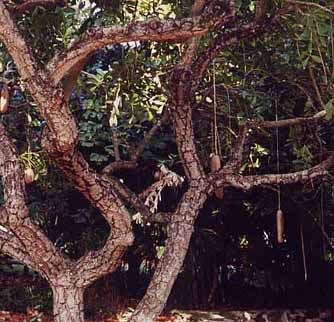 �\�[�Z�[�W�m�L