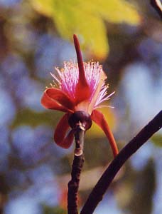 �V�F�C�r���O�u���V�m�L