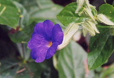 �c���x���M�A