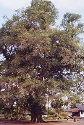 �o�j�����c���[