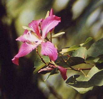 �I�[�L�b�h�c���[