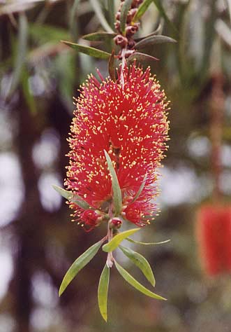 �{�g���u���b�V