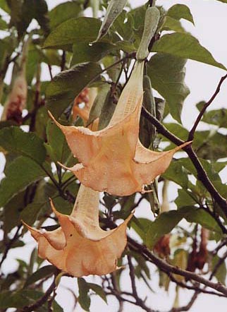 �`���E�Z���A�T�K�I