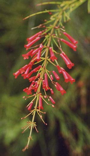 �t�@�C�A�[�N���b�J�[