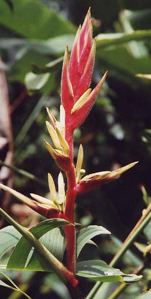 �w���R�j�A