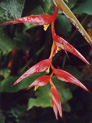 �w���R�j�A