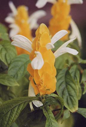 �p�L�X�^�L�X