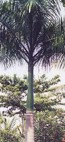 �p�[�����W��