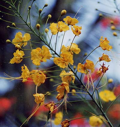 �s�[�R�b�N�t�����[