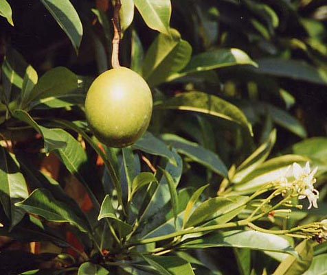 �|���|���c���[