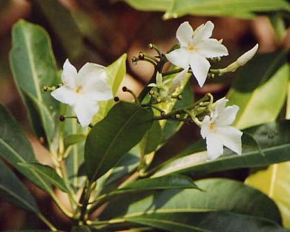 �|���|���c���[