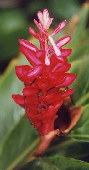 ���b�h�W���W���[