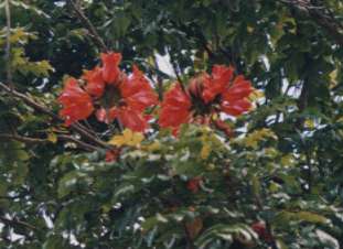 �A�t���J���`���[���b�v�c���[