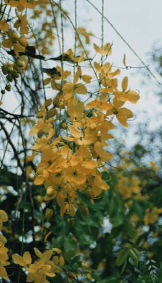 �S�[���f���V�����[�c���[