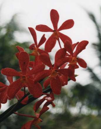 �I�[�L�b�h