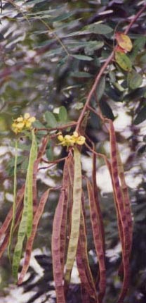 �}���Ȃ̖�