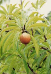 �T�|�f�B��