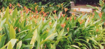 �w���R�j�A