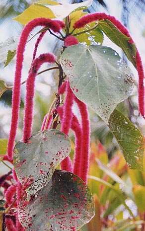 �x�j�q���m�L