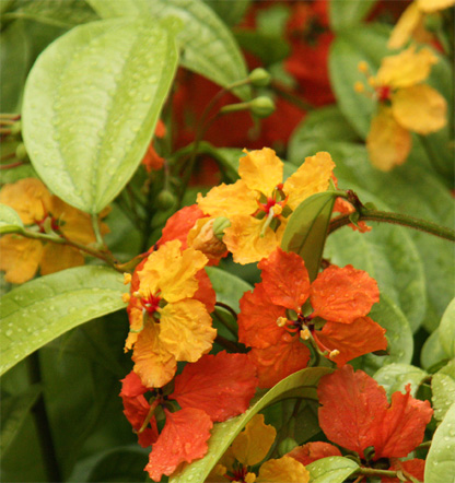 Bauhinia�@kockiana