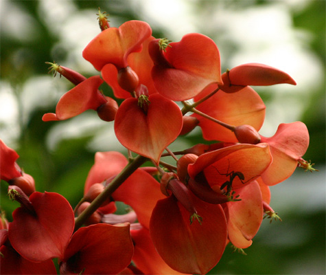 Erithrina�@crista-galli