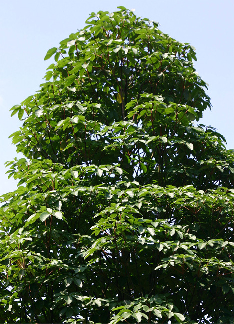 �W�F���g��