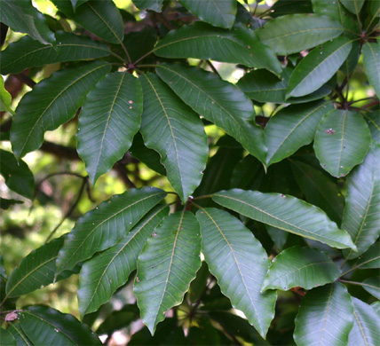 �W�F���g��