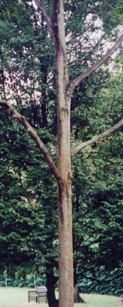 �e���o�[�K