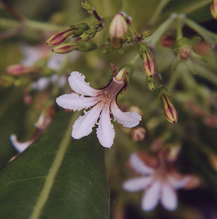 �r�[�`�i�E�p�J